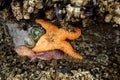 Orange starfish exposed by low tides