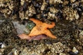 Orange starfish exposed by low tides