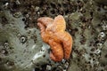 Orange starfish exposed by low tides