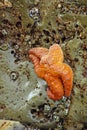 Orange starfish exposed by low tides