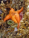 Orange starfish exposed by low tides