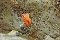 Orange starfish exposed by low tides