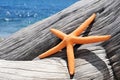 Orange starfish on an old washed-out tree trunk on the beach Royalty Free Stock Photo