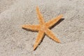 Orange starfish on sand beach Royalty Free Stock Photo