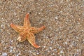 An orange starfish on a sandy beach Royalty Free Stock Photo