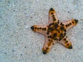 Orange starfish in sea water banner template. Tropical sea water during low tide. Seashore underwater animal Royalty Free Stock Photo