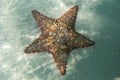 Orange sea star in the turquoise water Royalty Free Stock Photo