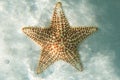 Orange sea star in the turquoise water Royalty Free Stock Photo