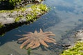 Orange starfish underwater West Coast Royalty Free Stock Photo