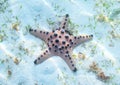 Orange starfish on white sea shore in sunlight. Underwater photo of star fish in tropical seashore. Exotic island beach Royalty Free Stock Photo