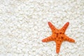 Orange starfish on white seashells background