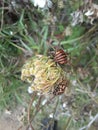 Harlequin bug or striped graphosome in macro photography