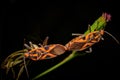 Orange Stinkbugs Mating