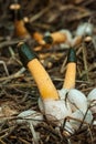 Orange stinkhorn fungi cultivation mushroom in Thailand,