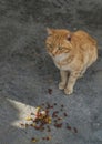 Orange streetcat in front of cat food Royalty Free Stock Photo