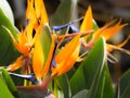 Orange strelitzia flower