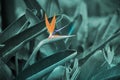 Orange strelizia on background of green tropical leaves. Strelitizia Regiane - Birds of Paradise Flower Royalty Free Stock Photo