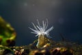 Orange striped green sea anemone, possibly Diadumene lineata, unusual marine creature, invasive deathly predator, venomous