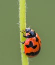 Orange Striped ladybug on the grass