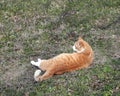 Orange striped tabby cat laying in green grass