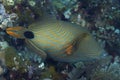 Orange-striped Triggerfish