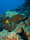 Orange-striped triggerfish Balistapus undulatus