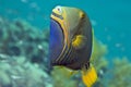 Orange-striped triggerfish (balistapus undulatus)