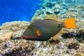 Orange-striped triggerfish Balistapus undulatus , coral fish in the coral reef