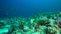 Orange-striped Triggerfish Balistapus undulatus and Emperior angelfish Pomacanthus imperator in coral of Red sea