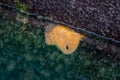 Orange Suberites Ficus Sea Sponge Underwater at Low Tide, County Dublin