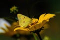 Orange sulfur butterfly or Colias eurytheme on perennial sunflower. Royalty Free Stock Photo