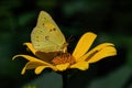 Orange sulfur butterfly or Colias eurytheme on perennial sunflower. Royalty Free Stock Photo