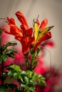 Orange Sulfur butterfly feeding on an orange flower Royalty Free Stock Photo