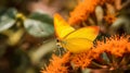 Orange Sulfur Butterfly in orange flowers Royalty Free Stock Photo