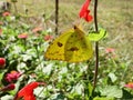 Orange Sulfur butterfly on indian paintbrush flower Royalty Free Stock Photo