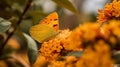 Orange Sulfur Butterfly in a yellow garden Royalty Free Stock Photo