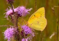 Orange Sulphur