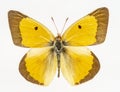 Orange Sulphur Butterfly