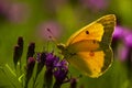 Orange Sulphur Butterfly