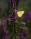 An orange sulphur butterfly climbs as it feeds on a stand of purple flowers Royalty Free Stock Photo