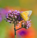Orange Sulphur butterfly in colorful garden Royalty Free Stock Photo