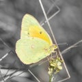 Orange Sulphur butterfly feeding on flower Royalty Free Stock Photo