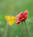 Orange Sulphur Butterfly feeding on Indian Blanket Flower Royalty Free Stock Photo