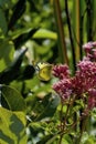 Orange Sulphur Butterfly Female 823326