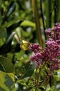 Orange Sulphur Butterfly Female 823327