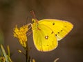 Orange Sulphur Butterfly Nectaring