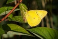 Clouded Sulphur - Colias philodice Royalty Free Stock Photo