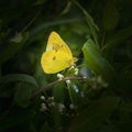 Orange sulphur butterfly surrounded by a proliferation of green plants