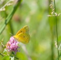 Orange Sulphur on Red Clover Royalty Free Stock Photo