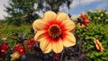 Orange summer dahlia flower in Botanical Garden of Malmo in Sweden Royalty Free Stock Photo